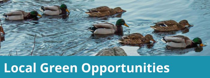 A group of mallard ducks wading through water. A blue text box below reads 